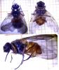Phaonia sp.